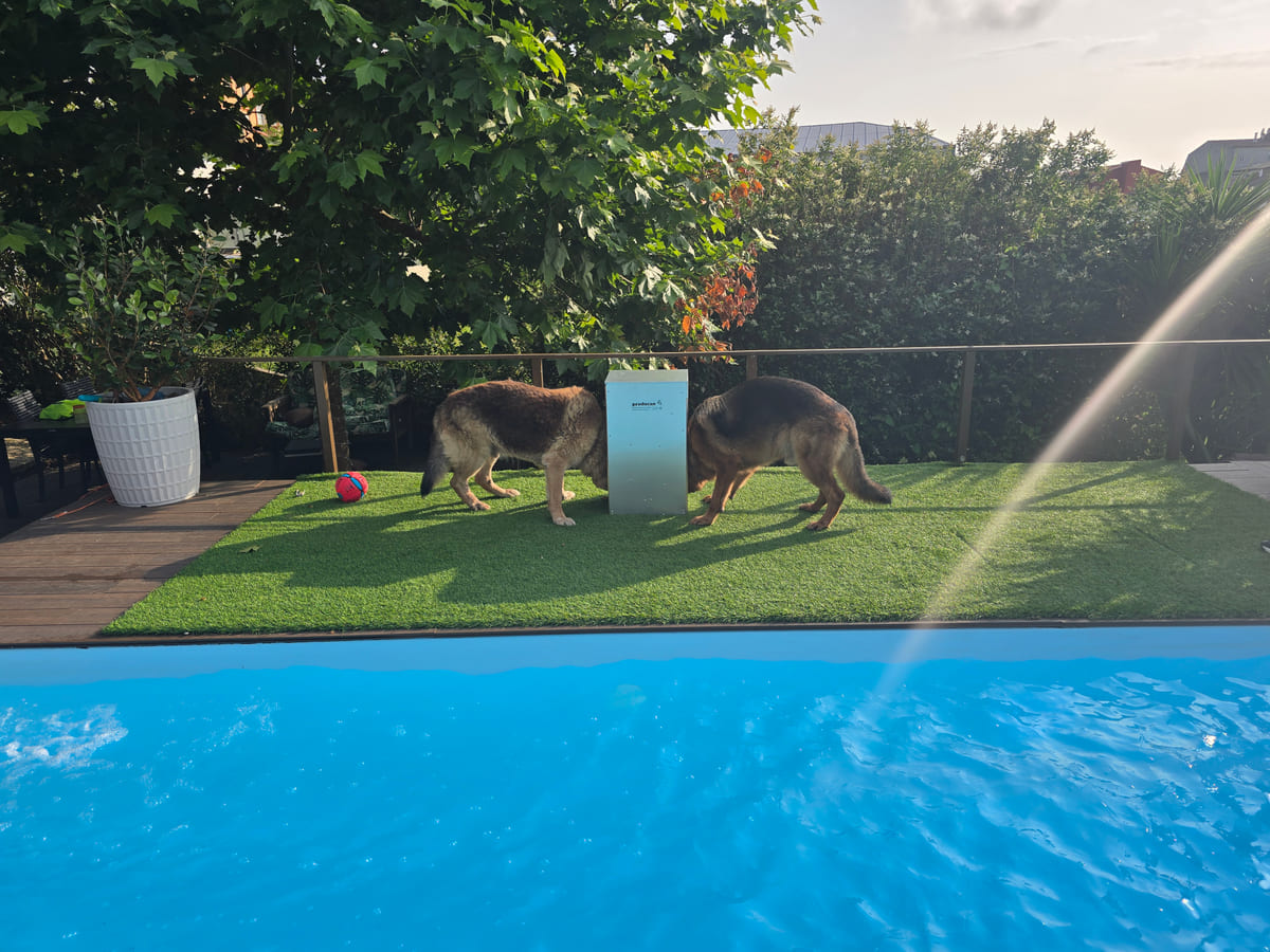Dos pastores alemanes comiendo de un comedero Producan en el jardín de una casa con piscina