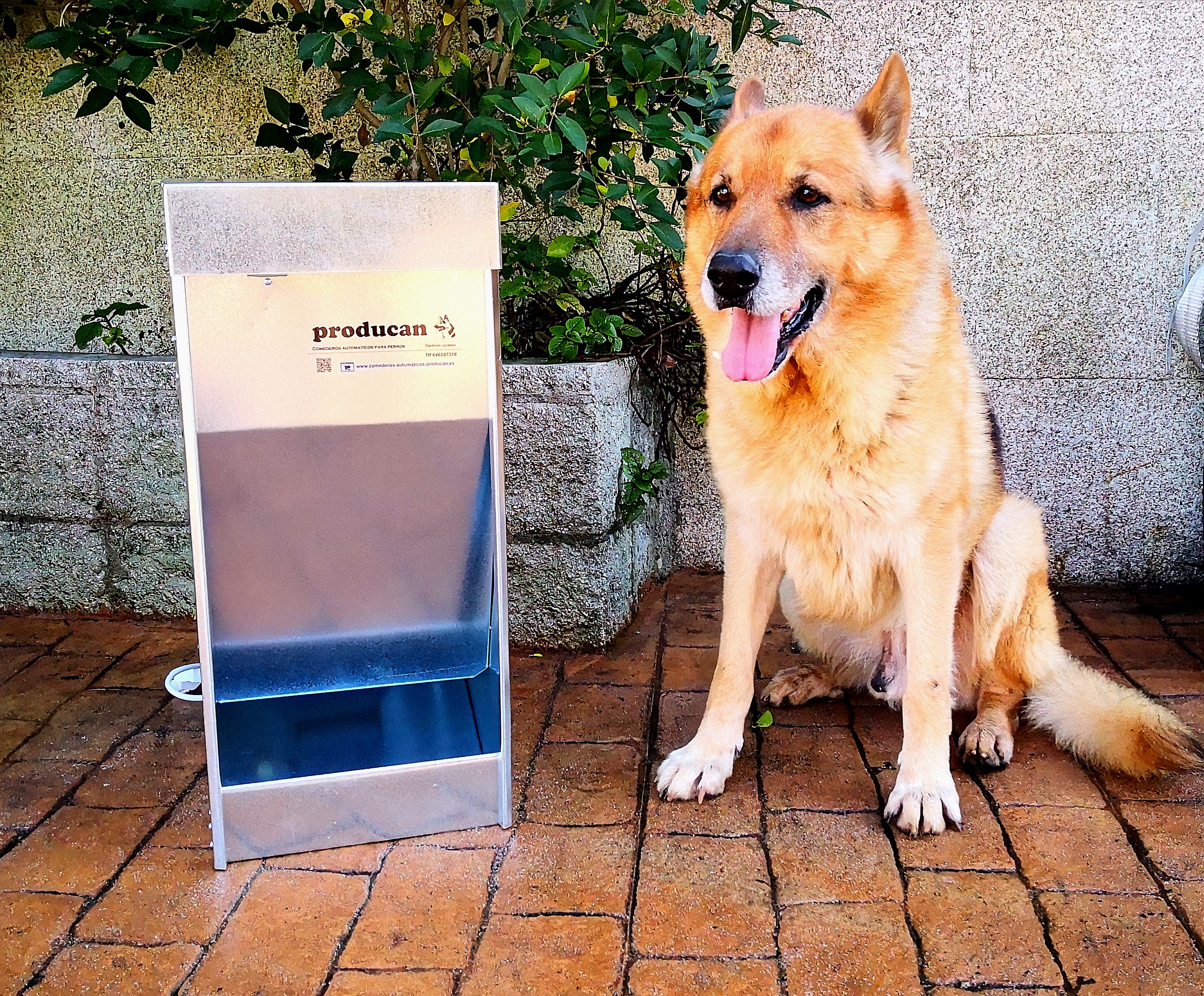comedero-automatico-perros-1920 comedero-automatico-perros-producan