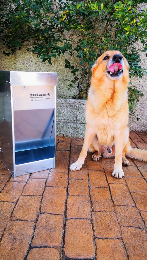 comedero automático para perros