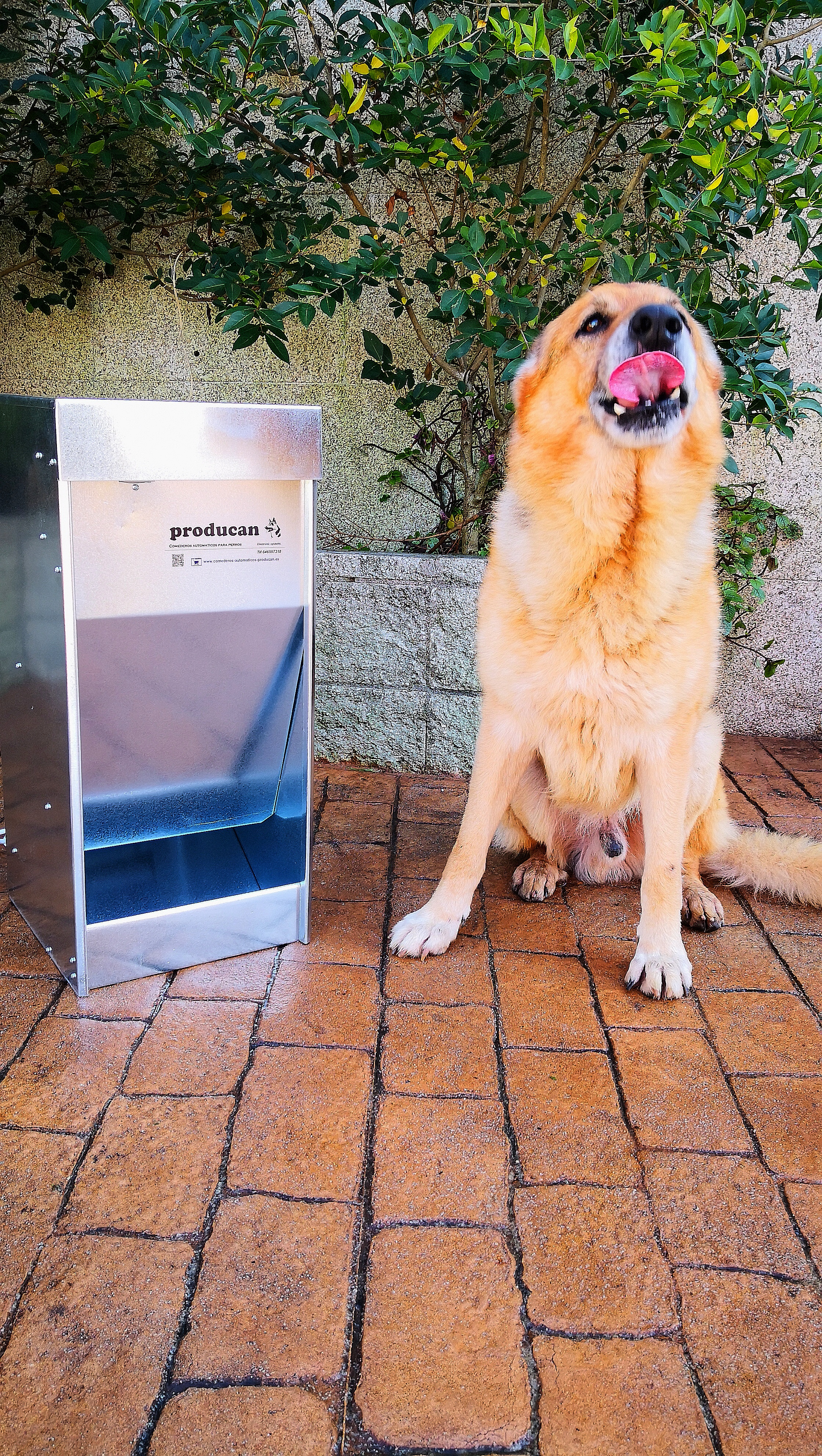 comedero automatico perros comedero automático para perros
