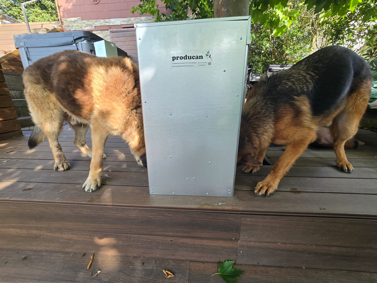 Dos pastores alemanes comiendo a la vez del comedero doble Producan en una terraza de madera