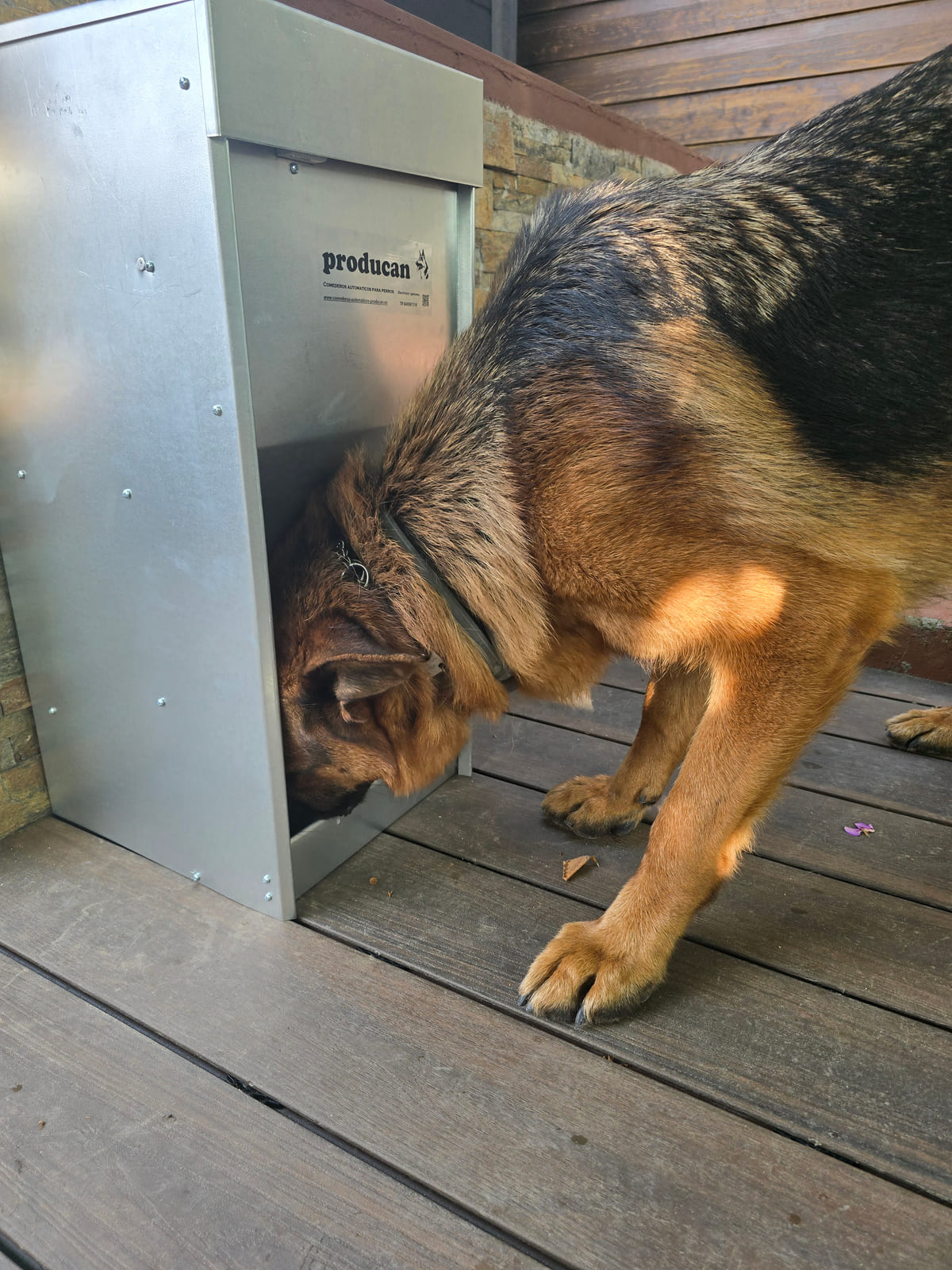 Cómo alimentar a un perro de caza antes, durante y después de la temporada